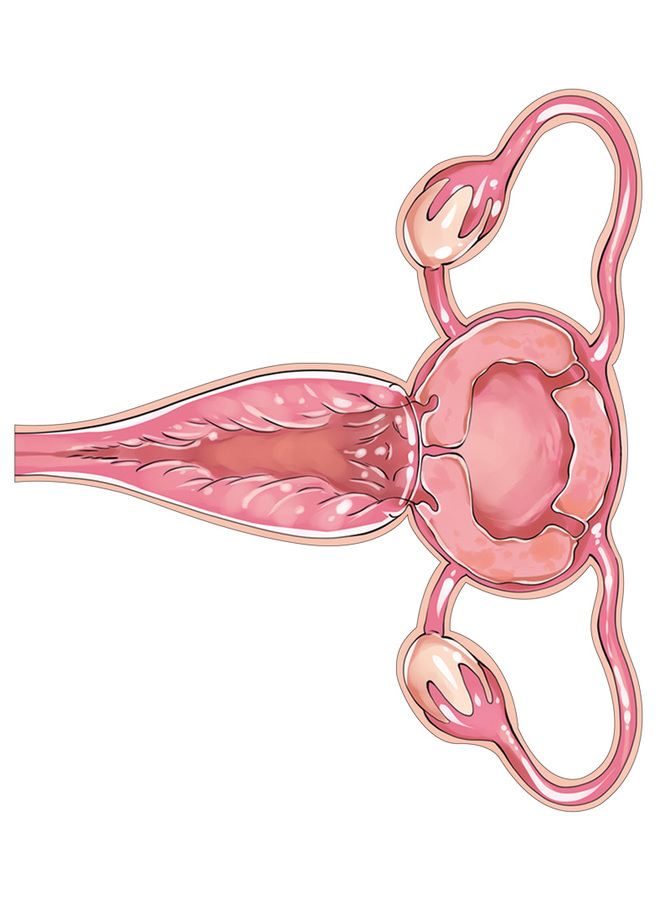 子宮断面図ボディシール TMT-978 商品説明画像3